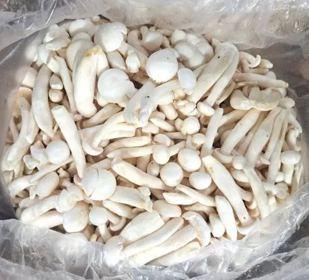 만가닥 느타리버섯(흰색) 4kg/BOX