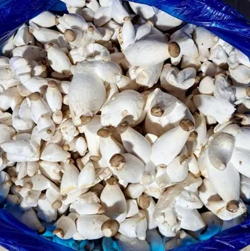 콩알새송이(총알:미니새송이) 2kg/ 팩