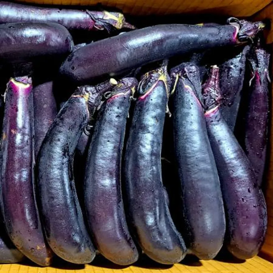 가지(국내산)상품 못난이 8kg/BOX 이미지
