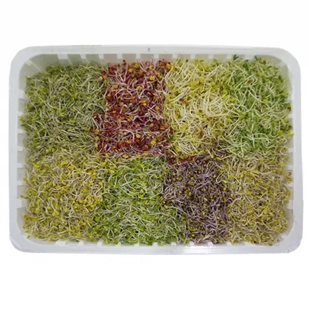 ㅇ 그린팜 생 모듬새싹 500g 1팩
