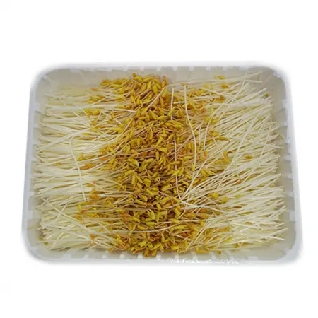 ㅇ 그린팜 생 황금메밀순 500g 1팩
