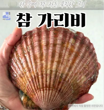 대왕 국내산 참가리비 1kg 생물 활가리비 제철조개 캠핑 조개구이 이미지
