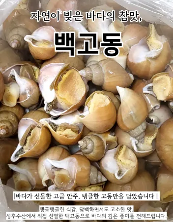 포항 백고동 백골뱅이 1kg내외 (소) 골뱅이무침