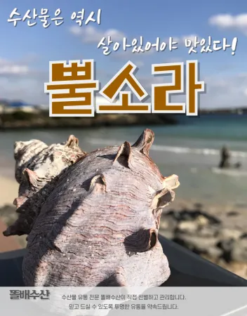 살아있는 자연산 뿔소라 (소) 1kg~ 생물 활소라 회, 구이, 찜용 제철 해산물