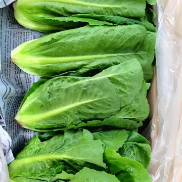 야채왕 통로메인 2kg (1.8kg~2kg) 박스