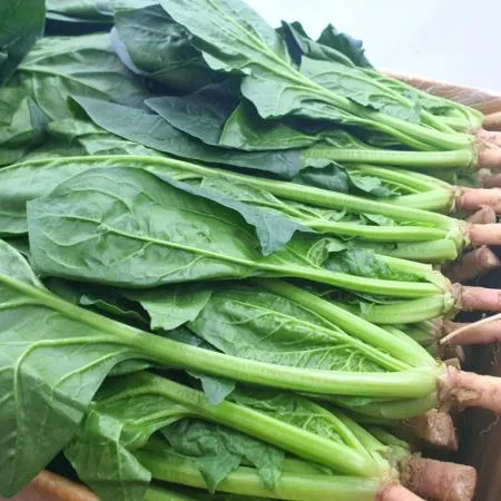 야채왕 싱싱한 시금치 4kg 박스 (3.8kg~4kg) 무료배송 이미지