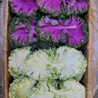 야채왕 혼합 로즈잎 1kg(0.8kg~1kg) 혼합로즈 로즈케일 쌈로즈 이미지