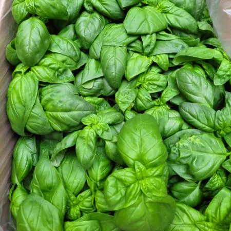 야채왕 바실 생잎허브 바질 박스 1kg (0.9kg~1kg )