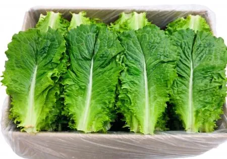 야채왕 청상추 4kg 쌈채소
