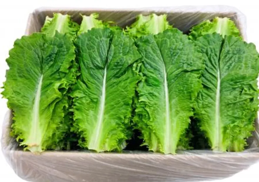 야채왕 청상추 4kg 쌈채소 이미지