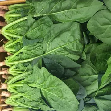 야채왕 싱싱한 시금치 4kg 박스 (3.8kg~4kg) 무료배송