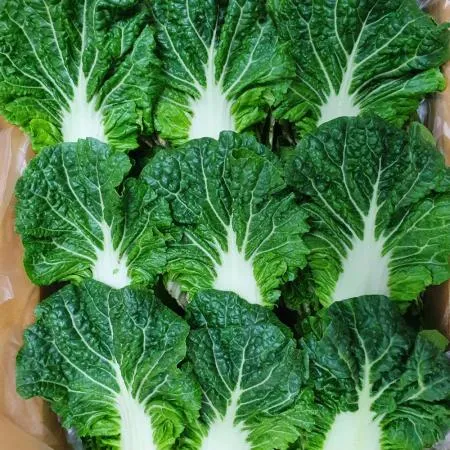 야채왕 쌈추 쌈배추 1kg(0.9kg~1kg) 박스