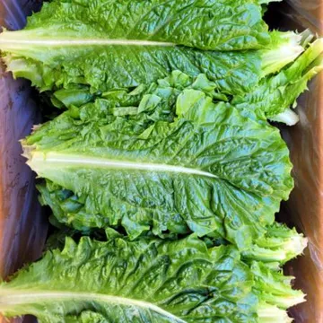 야채왕 로메인 레터스 상추 쌈채소 2kg박스(1.8kg~2kg)