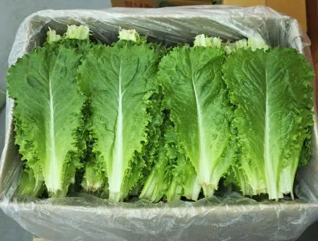 야채왕 로메인 레터스 상추 쌈채소 2kg박스(1.8kg~2kg) 이미지