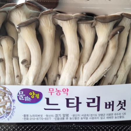 느타리 버섯 10팩 박스(개당 약200g)