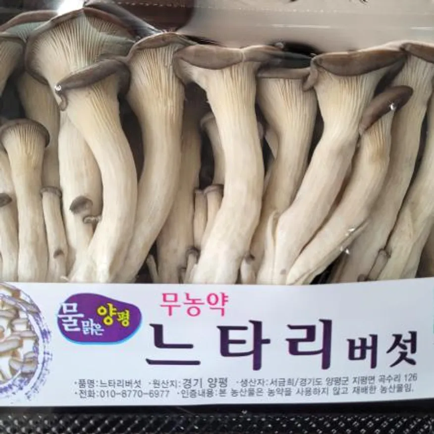느타리 버섯 10팩 박스(개당 약200g) 이미지
