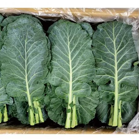 야채왕 쌈 케일 2kg (1.8kg~2kg) 박스 이미지