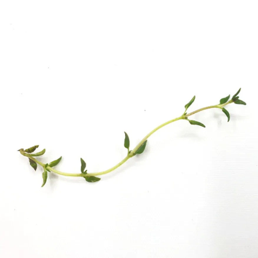 야채왕 타임 500g 이미지