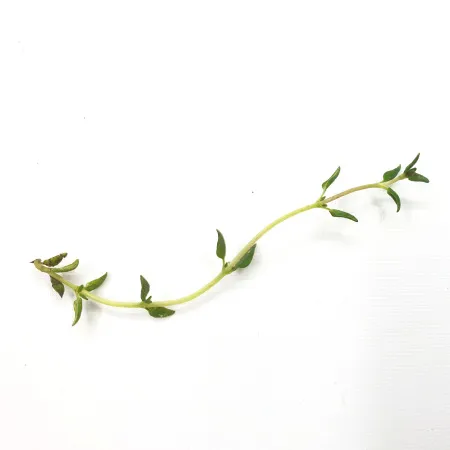 야채왕 타임 500g 이미지