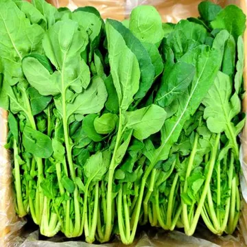 야채왕 루꼴라 1kg(0.9kg~1kg)로케트