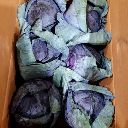 야채왕 적채 6통 박스