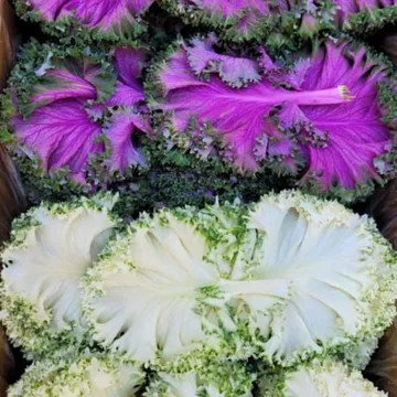 야채왕 혼합 로즈잎 1kg(0.8kg~1kg) 혼합로즈 로즈케일 쌈로즈