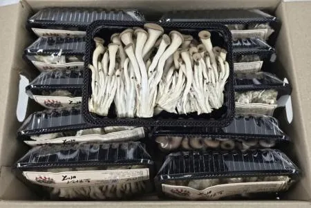 느타리 버섯 10팩 박스(개당 약200g)