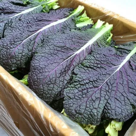 야채왕 적겨자 1kg