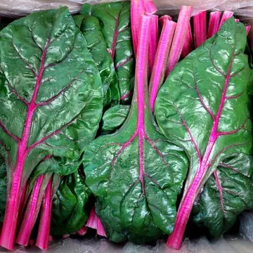 야채왕 적근대 2kg(1.8kg~2kg) 박스