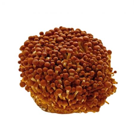 야채왕 황금송이 황금팽이 갈색팽이 버섯 10팩 박스(개당 약200g)