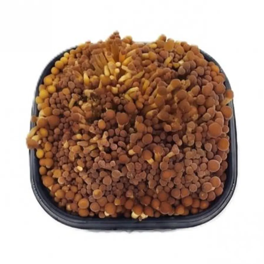 야채왕 황금송이 황금팽이 갈색팽이 버섯 (약200g) 이미지