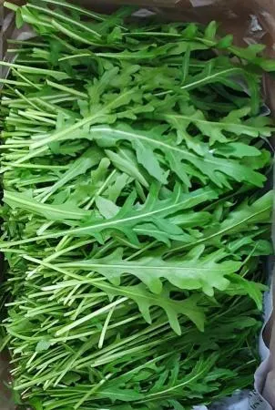 야채왕 와일드루꼴라 베이비루꼴라 1kg (0.9kg~1kg) 박스