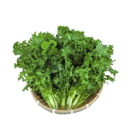 야채왕 치커리 1kg 이미지