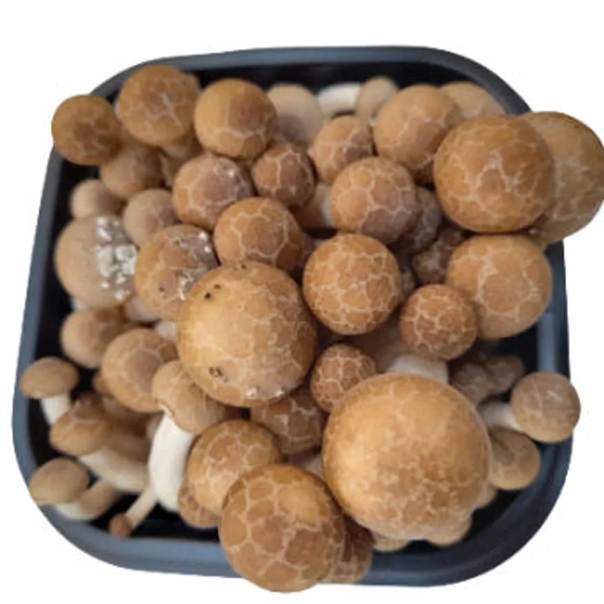 야채왕 만가닥 버섯 10팩 박스 (개당 약150g) 이미지