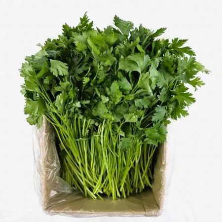 야채왕 이태리파슬리(파세리) 향나물 2kg(1.8kg~2kg) 이미지