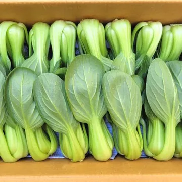 야채왕 청경채4kg (3.8kg~4kg) 박스-무료배송