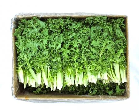 야채왕 치커리 1kg 이미지