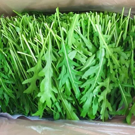 야채왕 와일드루꼴라 베이비루꼴라 1kg (0.9kg~1kg) 박스