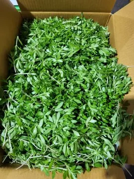 야채왕 돌나물 돗나물 돈나물 4kg 박스(3.8kg~4kg)