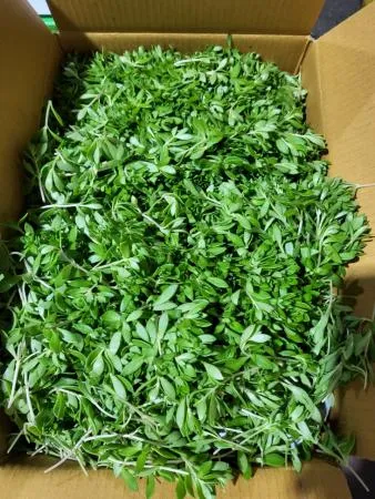 야채왕 돌나물 돗나물 돈나물 4kg 박스(3.8kg~4kg)