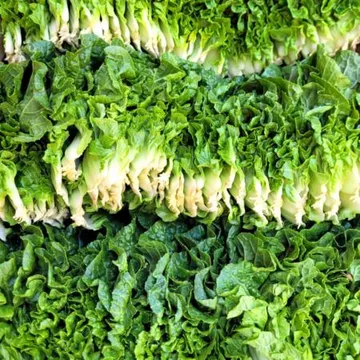 야채왕 쌈추 쌈배추 1kg(0.9kg~1kg) 박스