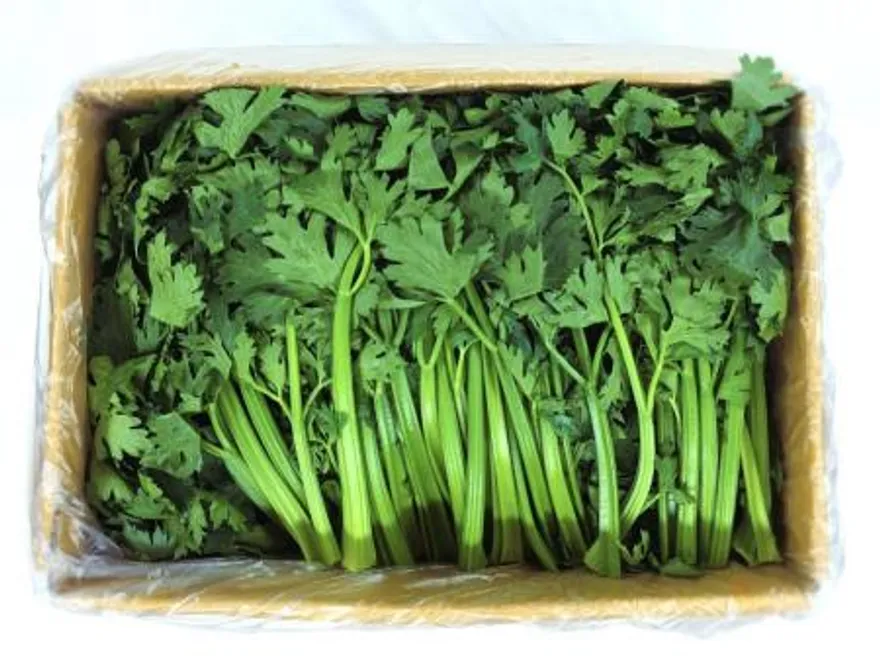야채왕 쌈샐러리 2kg 박스(1.8kg~2kg) 이미지
