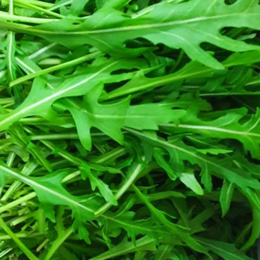 야채왕 와일드루꼴라 베이비루꼴라 1kg (0.9kg~1kg) 박스 이미지
