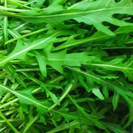 야채왕 와일드루꼴라 베이비루꼴라 1kg (0.9kg~1kg) 박스 이미지