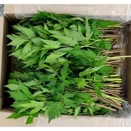야채왕 당귀 당귀잎 1kg (0.9kg~1kg) 박스
