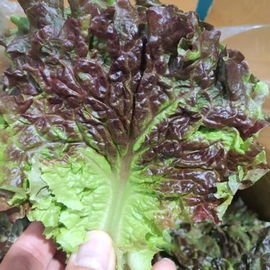 야채왕 적상추 꽃상추 4kg(3.7kg~4kg) 박스 이미지