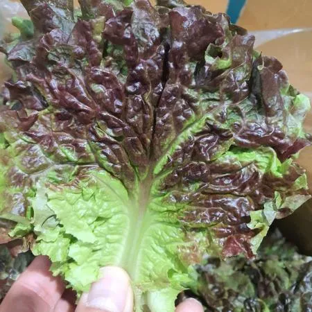 야채왕 적상추 꽃상추 4kg(3.7kg~4kg) 박스 이미지