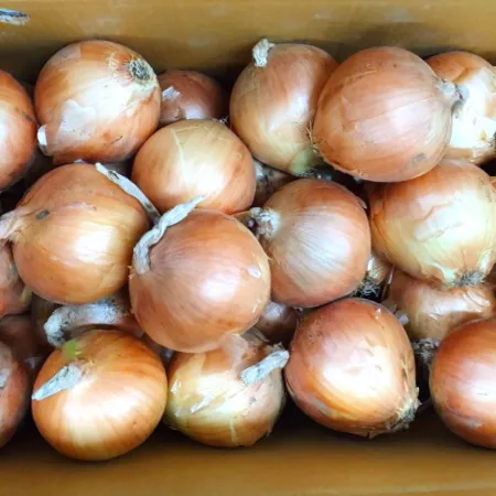 야채왕 싱싱한 양파 10kg 이미지