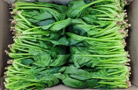 야채왕 싱싱한 시금치 4kg 박스 (3.8kg~4kg) 무료배송 이미지