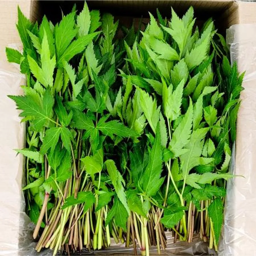 야채왕 당귀 당귀잎 1kg (0.9kg~1kg) 박스 이미지